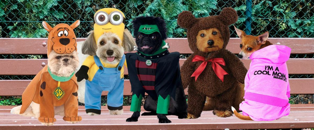 Pawsitively Spooktacular: Top Halloween Costumes for Dogs