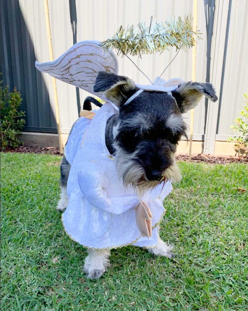 Heavenly Hound Pet Christmas Costume