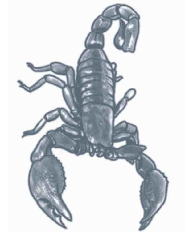 Prison Scorpion Temporary Tattoo