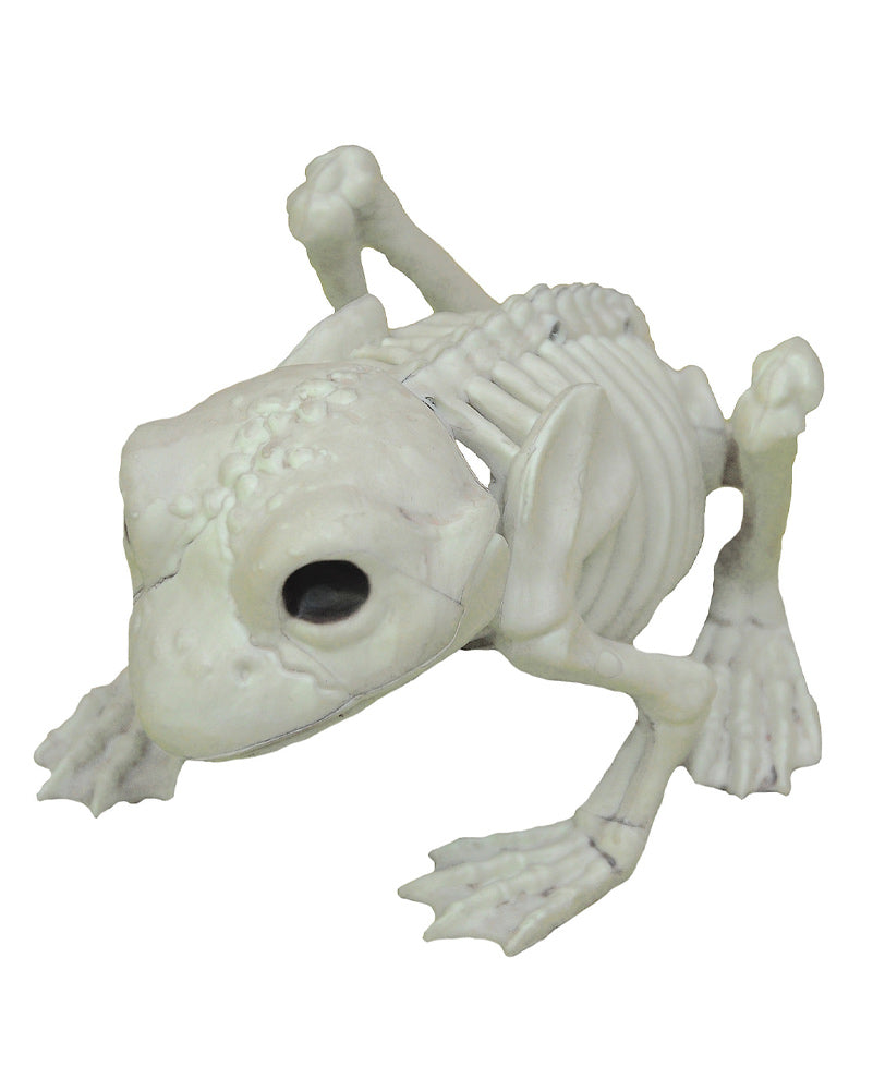 Frog Skeleton
