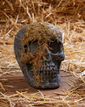 Jaw Moss Covered Skull