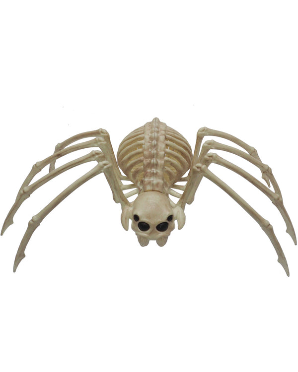 Skeleton Wolf Spider 37cm