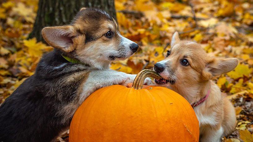 7 Best Creative Halloween Costumes for Your Pets [2019]