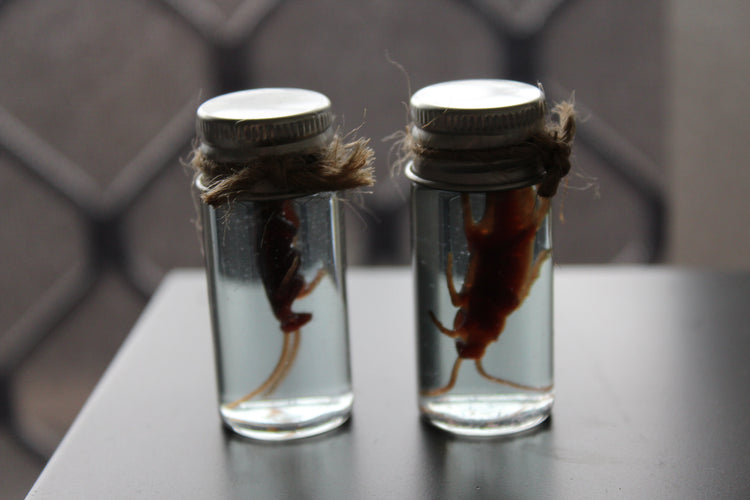 Fake Preserved Cockroach Specimen Prop