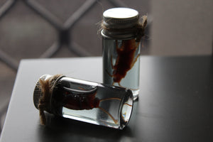 Fake Preserved Cockroach Specimen Prop