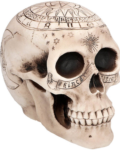 Astronomy Skull Halloween Prop