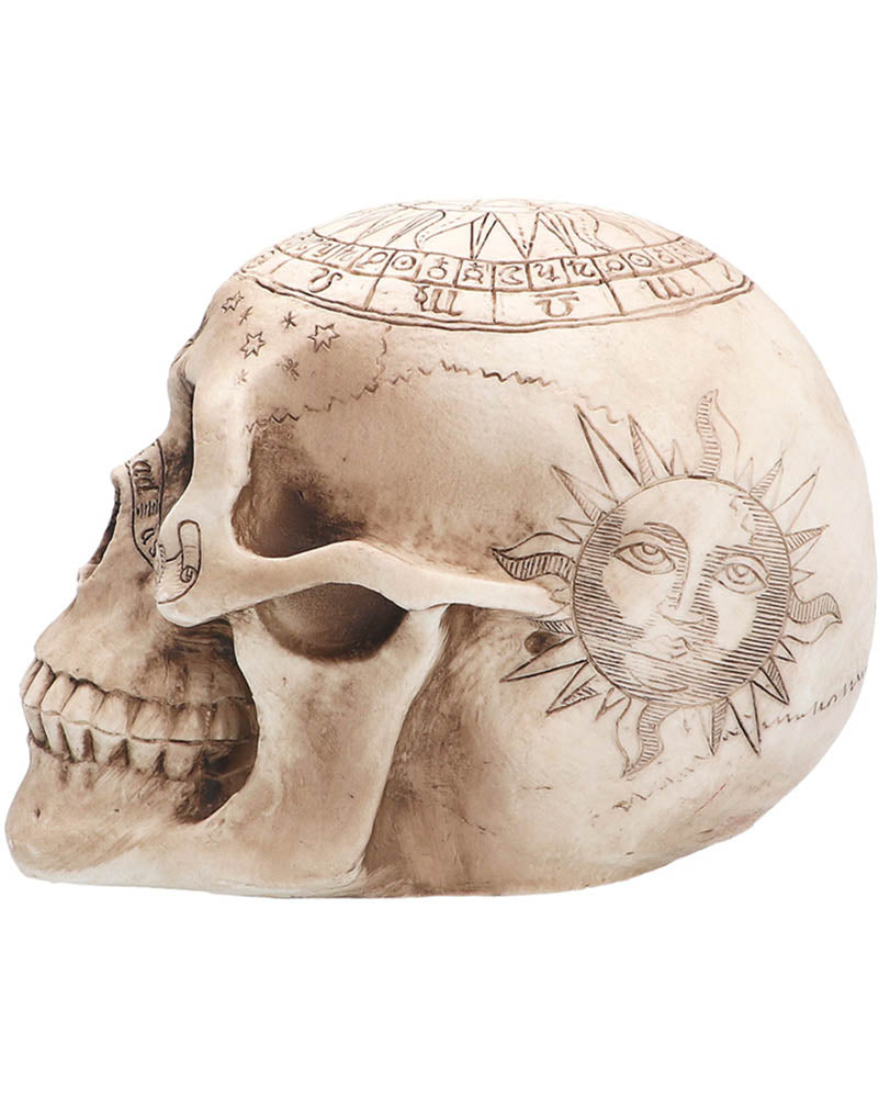 Astronomy Skull Halloween Prop