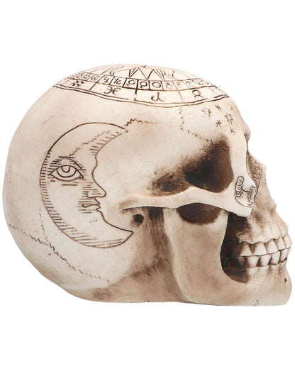Astronomy Skull Halloween Prop
