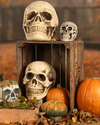 Astronomy Skull Halloween Prop