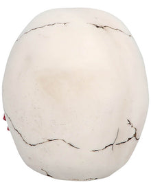 Casanova Skull Prop