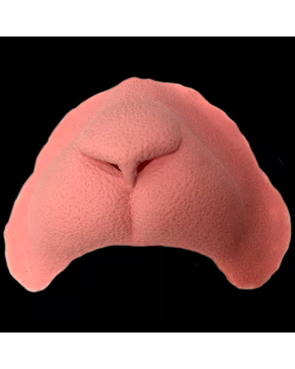 Cat Nose FX Appliance Transfer Prosthetic