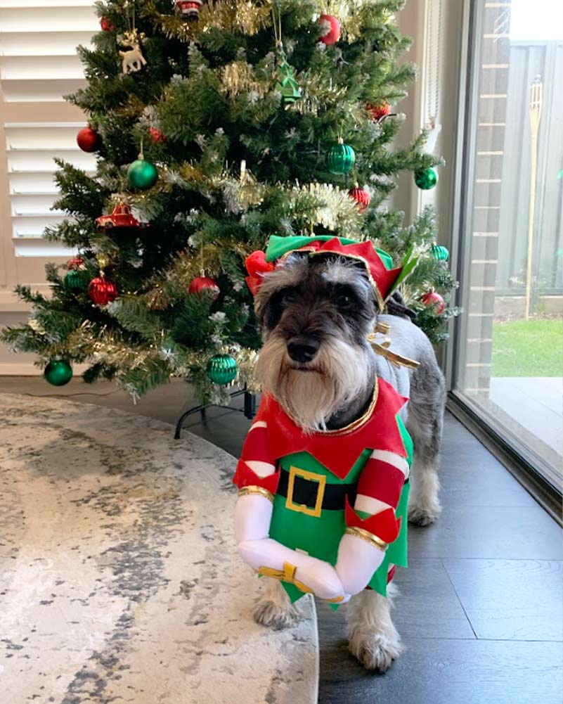 Elf Pup Pet Christmas Costume