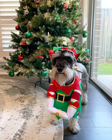 Elf Pup Pet Christmas Costume