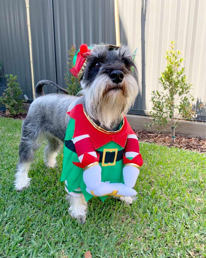 Elf Pup Pet Christmas Costume