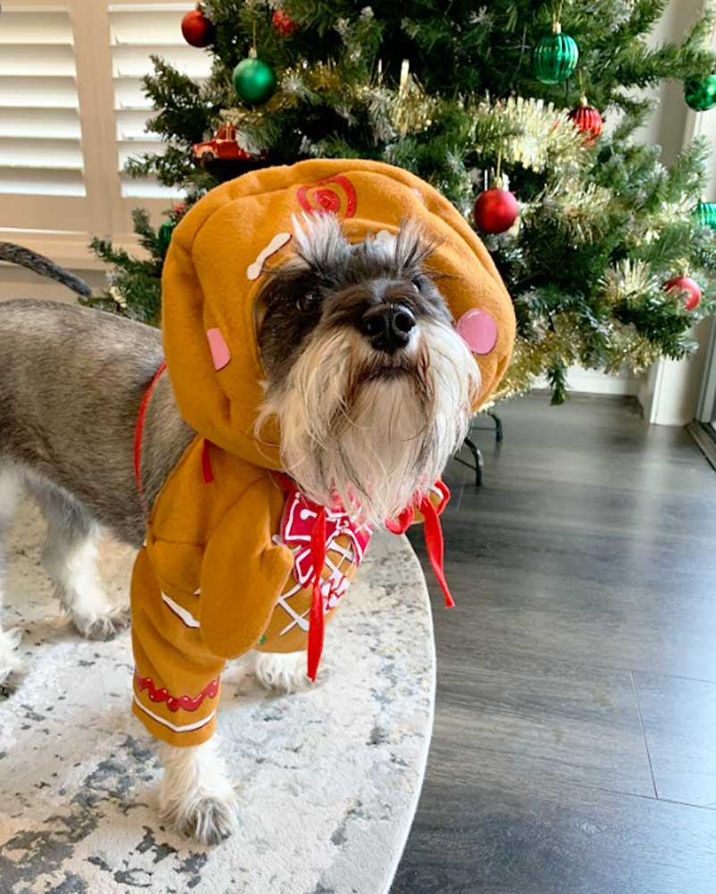 Gingerbread Pup Dog Christmas Costume
