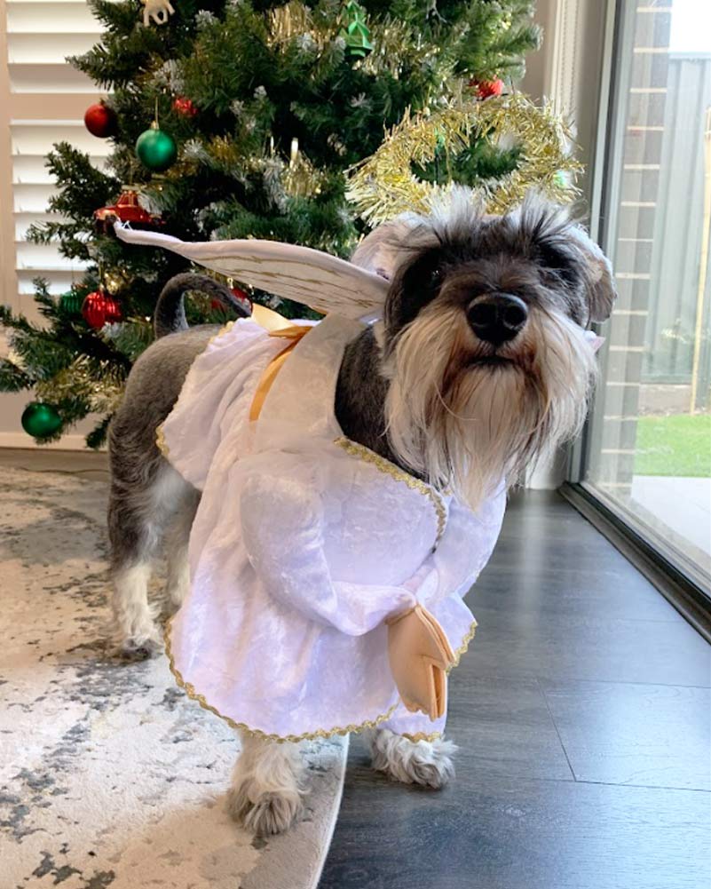 Heavenly Hound Pet Christmas Costume