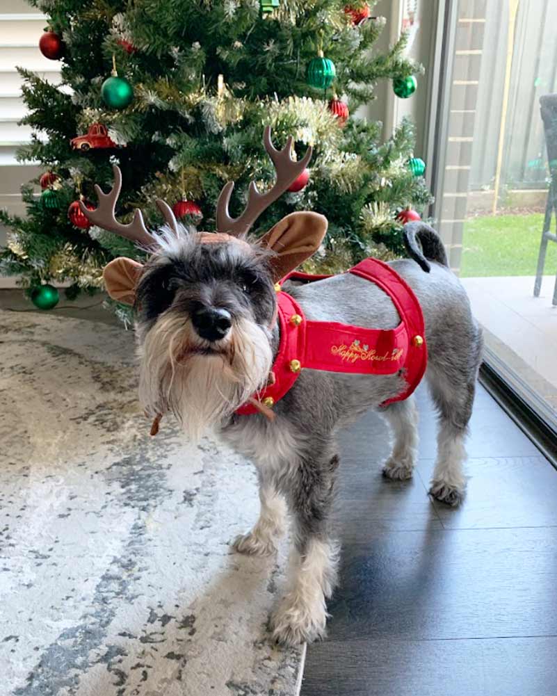 Reindeer Dog Pet Christmas Costume
