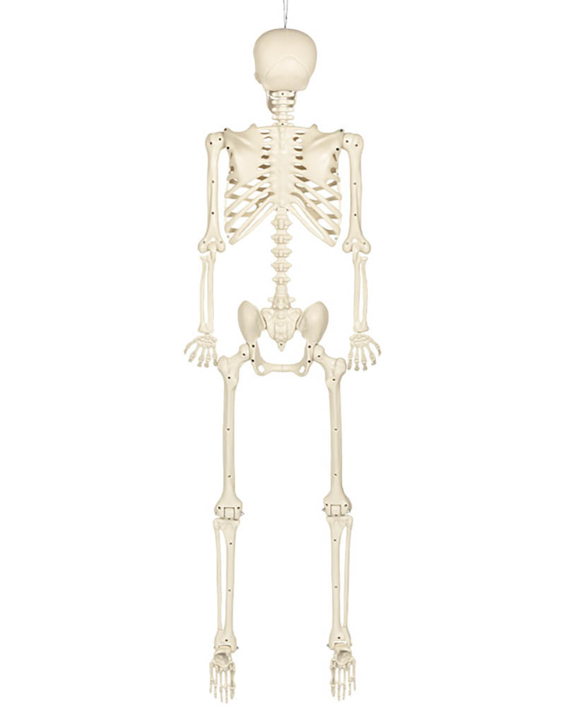 Skeleton Skinny Halloween Decoration 1.6m