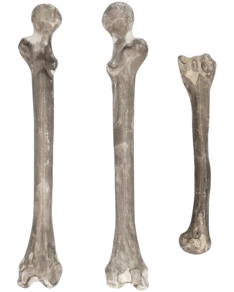 Skull and Bones Pack of 6 For Halloween