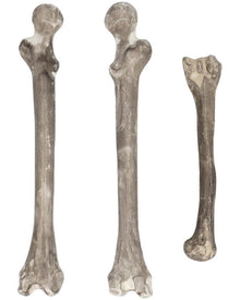 Skull and Bones Pack of 6 For Halloween