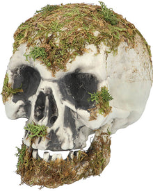 Swamp Skull 19cm For Halloween