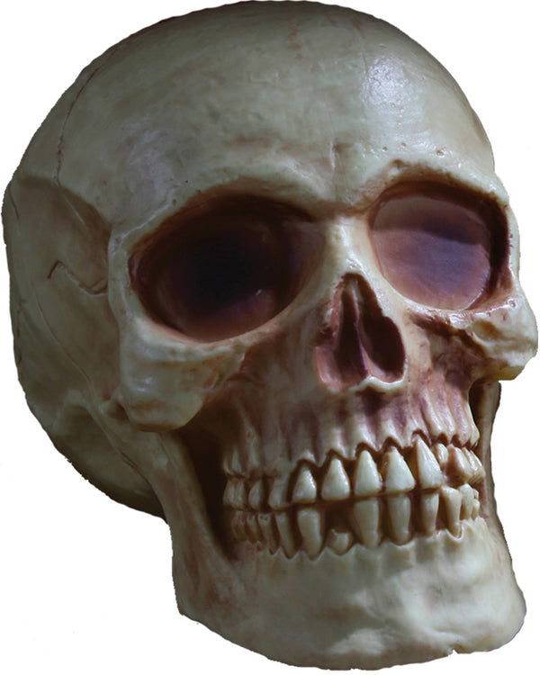 Full Jaw Skull Prop 20cm