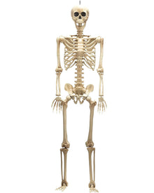 Full Body Plastic Skeleton with moveable joints 1.5m For Halloween
