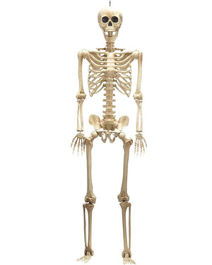 Full Body Plastic Skeleton with moveable joints 1.5m