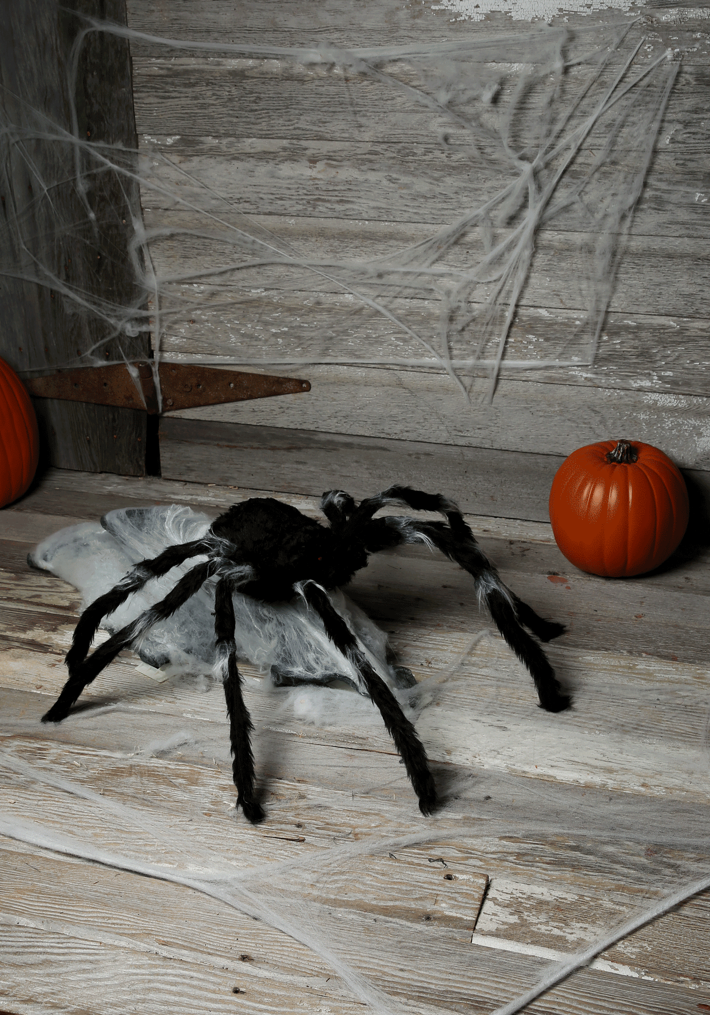 Giant Jumping Spider 91cm