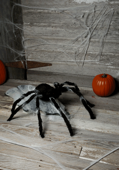 Giant Jumping Spider 91cm