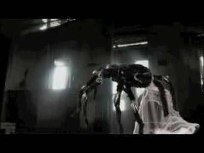 Giant Jumping Spider 91cm