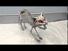 Screaming Skeleton Cat With Light Up Eyes For Halloween