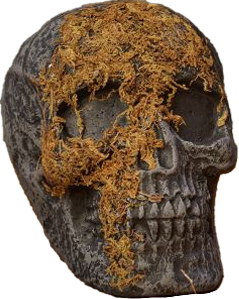 Jaw Moss Covered Skull