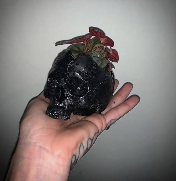 Black Small Skull Pot Plant Holder