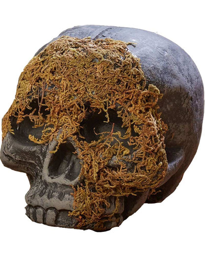 No Jaw Moss Covered Skull
