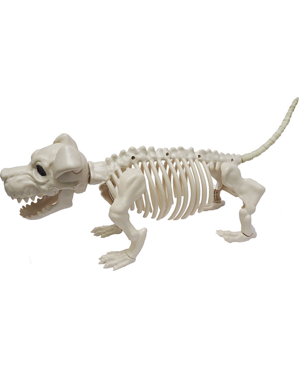 Skeleton Corgi Dog 52cm